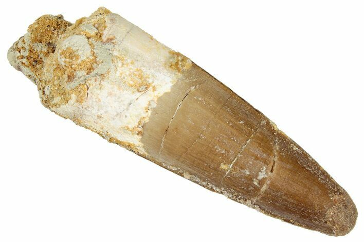 Fossil Spinosaurus Tooth - Real Dinosaur Tooth #269199